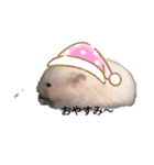 キンクマハムスター の 金ちゃん（個別スタンプ：12）