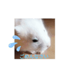 キンクマハムスター の 金ちゃん（個別スタンプ：13）