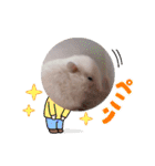 キンクマハムスター の 金ちゃん（個別スタンプ：14）