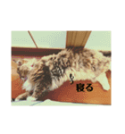 ゆるゆるな猫さんたち。（個別スタンプ：1）
