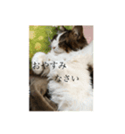 ゆるゆるな猫さんたち。（個別スタンプ：2）
