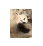 ゆるゆるな猫さんたち。（個別スタンプ：3）