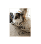 ゆるゆるな猫さんたち。（個別スタンプ：6）