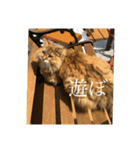 ゆるゆるな猫さんたち。（個別スタンプ：7）
