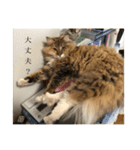 ゆるゆるな猫さんたち。（個別スタンプ：9）