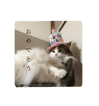 ゆるゆるな猫さんたち。（個別スタンプ：10）
