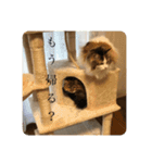 ゆるゆるな猫さんたち。（個別スタンプ：11）