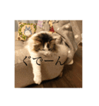 ゆるゆるな猫さんたち。（個別スタンプ：13）