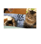 ゆるゆるな猫さんたち。（個別スタンプ：15）
