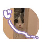ちゃなぐらむスタンプ1（個別スタンプ：7）