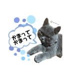 一言はちろうその2（個別スタンプ：3）