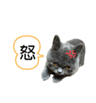 一言はちろうその2（個別スタンプ：15）
