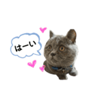 一言はちろうその2（個別スタンプ：40）