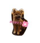 しばいぬタロとの日常（個別スタンプ：2）