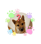 しばいぬタロとの日常（個別スタンプ：4）