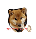 しばいぬタロとの日常（個別スタンプ：6）