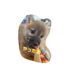 しばいぬタロとの日常（個別スタンプ：12）