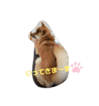 しばいぬタロとの日常（個別スタンプ：13）