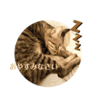 キジトラ猫 うーちゃん「会話」スタンプ ②（個別スタンプ：10）