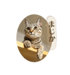 キジトラ猫 うーちゃん「会話」スタンプ ②（個別スタンプ：17）