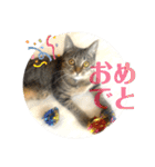 キジトラ猫 うーちゃん「会話」スタンプ ②（個別スタンプ：19）
