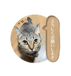 キジトラ猫 うーちゃん「会話」スタンプ ②（個別スタンプ：20）