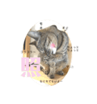 キジトラ猫 うーちゃん「会話」スタンプ ②（個別スタンプ：22）