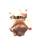 チャングと愉快な仲間たち（個別スタンプ：3）
