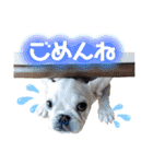 うちのゆず2（個別スタンプ：11）