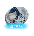 うちのゆず2（個別スタンプ：17）