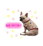 うちのゆず2（個別スタンプ：21）