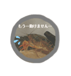 敬語ざりがに（個別スタンプ：5）