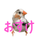錦華鳥のいる暮らし（個別スタンプ：1）