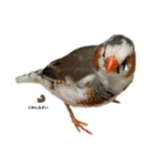 錦華鳥のいる暮らし（個別スタンプ：2）