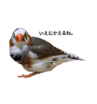 錦華鳥のいる暮らし（個別スタンプ：3）