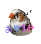 錦華鳥のいる暮らし（個別スタンプ：4）