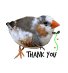 錦華鳥のいる暮らし（個別スタンプ：5）