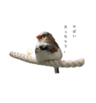 錦華鳥のいる暮らし（個別スタンプ：6）