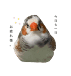 錦華鳥のいる暮らし（個別スタンプ：7）