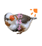 錦華鳥のいる暮らし（個別スタンプ：8）