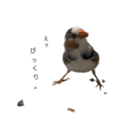 錦華鳥のいる暮らし（個別スタンプ：9）