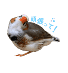 錦華鳥のいる暮らし（個別スタンプ：10）