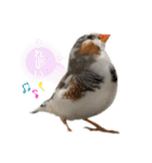 錦華鳥のいる暮らし（個別スタンプ：12）