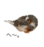 錦華鳥のいる暮らし（個別スタンプ：13）
