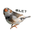 錦華鳥のいる暮らし（個別スタンプ：14）