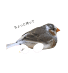 錦華鳥のいる暮らし（個別スタンプ：15）