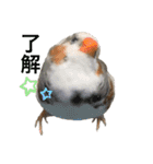 錦華鳥のいる暮らし（個別スタンプ：16）