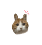 猫のこじろう その1（個別スタンプ：1）