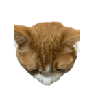 猫のこじろう その1（個別スタンプ：2）