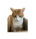 猫のこじろう その1（個別スタンプ：3）